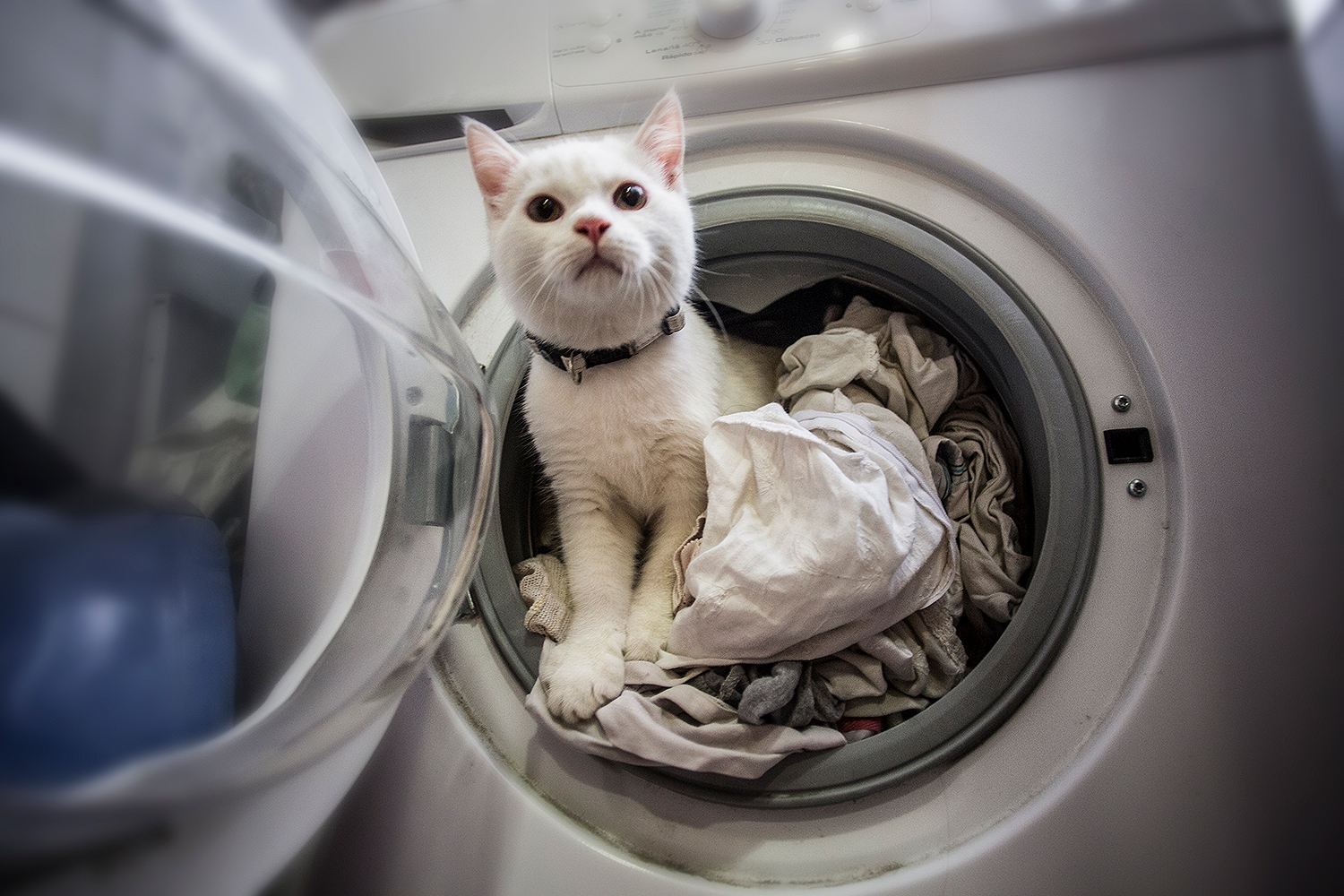 cat in the washing machine